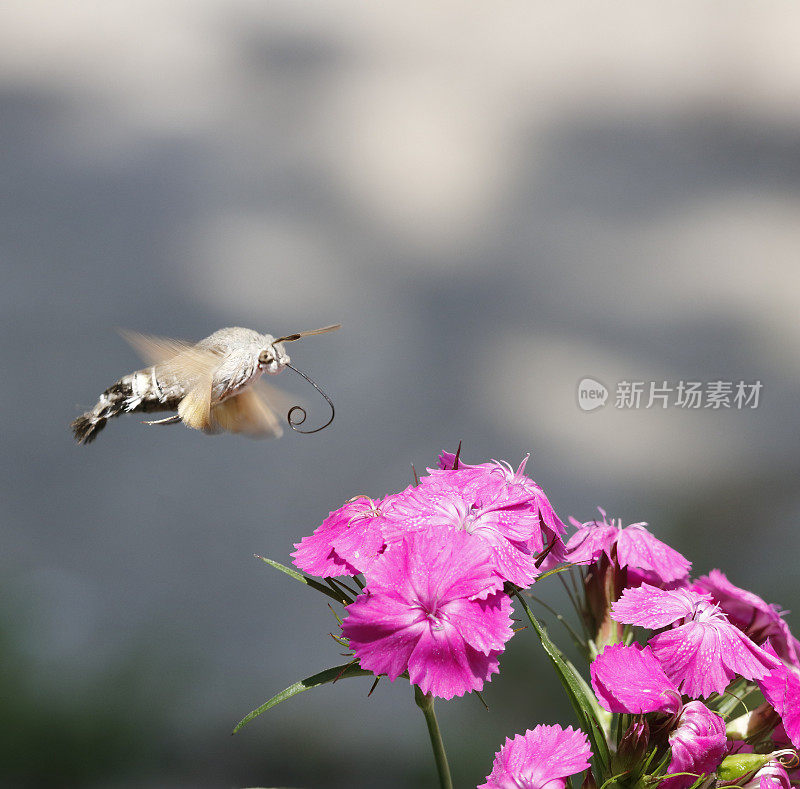 飞行中的蜂鸟鹰蛾(Macroglossum stellatarum